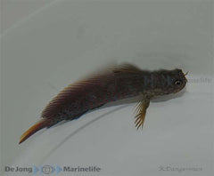 Cirripectes stigmaticus