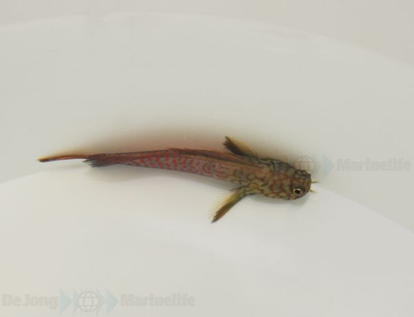 Cirripectes stigmaticus (Pacific)