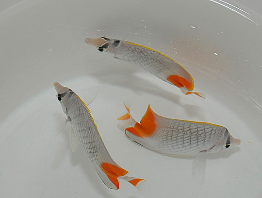 Chaetodon xanthurus