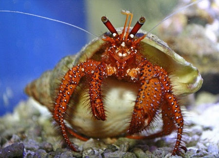 Dardanus megistos