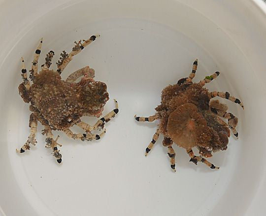 Decorator crab (Philippines)