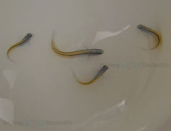Ecsenius gravieri