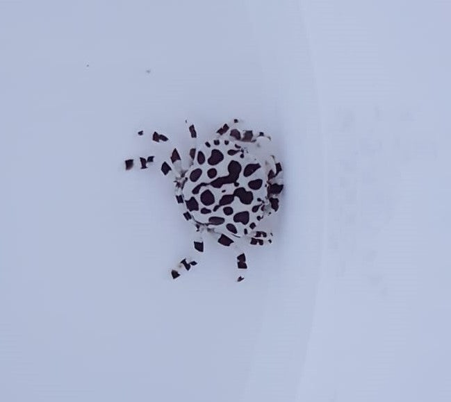 Lissocarcinus orbicularis