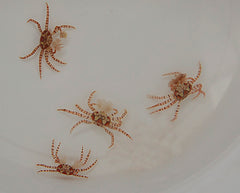 Lybia tesselata