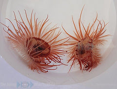 Limaria orientalis