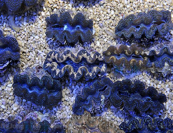 Tridacna Crocea (Grade A) (11cm)