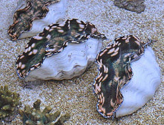 Tridacna derasa (4cm)