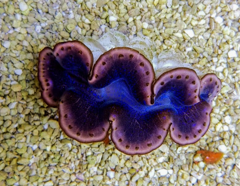 Tridacna maxima (Blue) 5cm