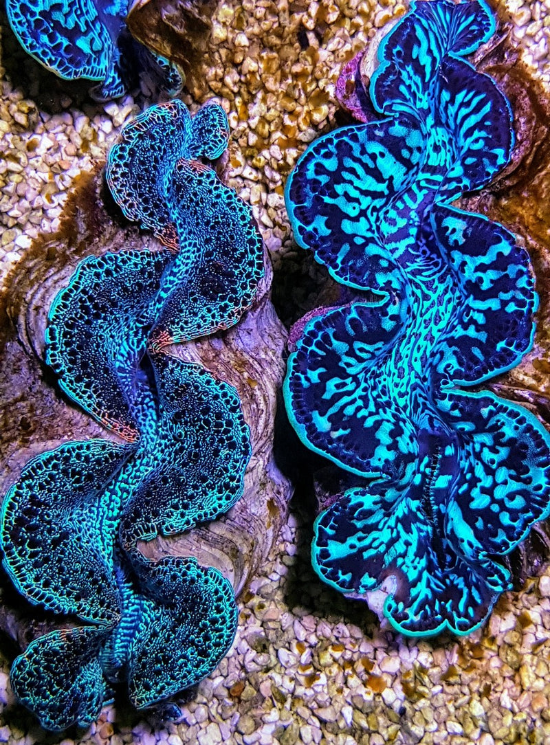 Tridacna maxima (Blue) 12cm