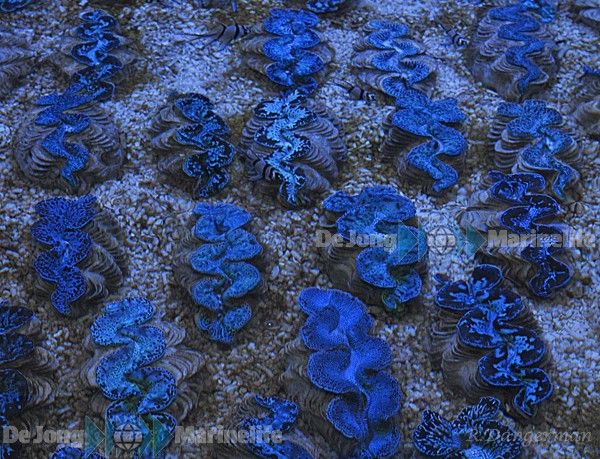 Tridacna maxima (Blue) 15cm