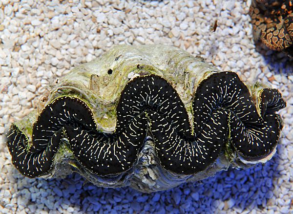 Tridacna maxima (Black Tiger) 12cm