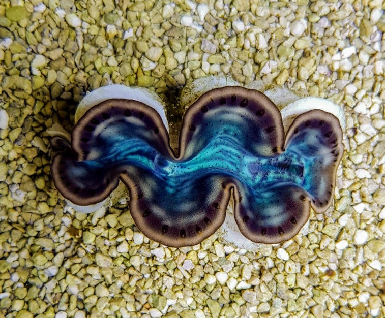 Tridacna maxima (Green) (7cm)