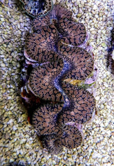 Tridacna maxima (Tear Drop) 4cm