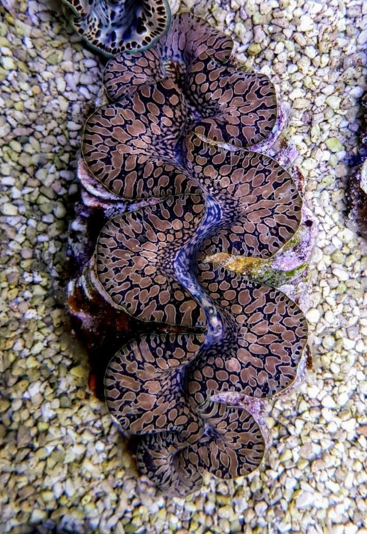 Tridacna maxima (Tear Drop) 9cm