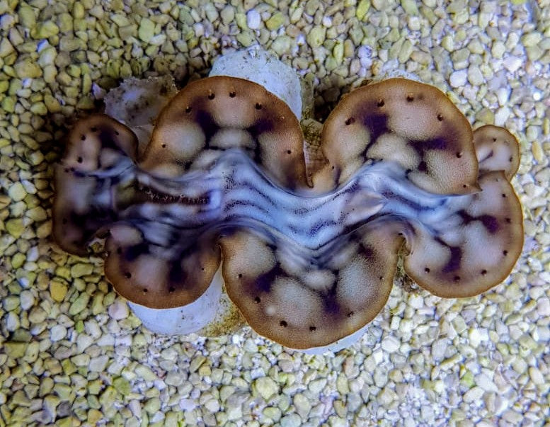 Tridacna maxima (Yellow/Gold) 5cm