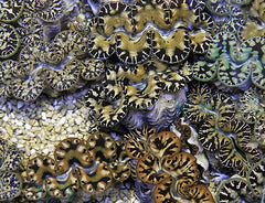 Tridacna maxima (Yellow/Gold) 12cm