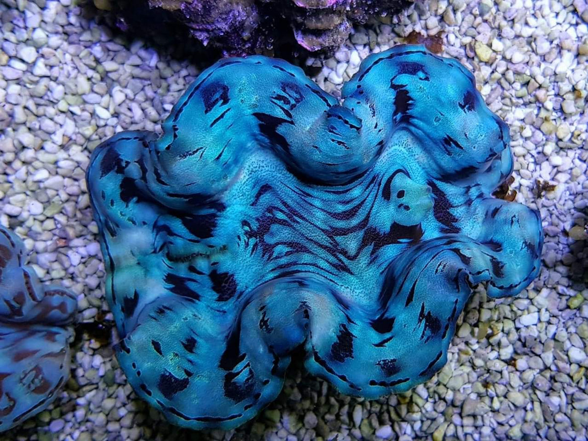 Tridacna squamosa (Blue) (8cm)