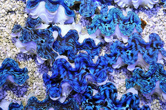 Tridacna squamosa (Premium) 6cm