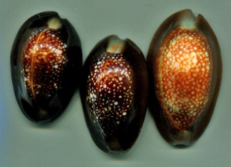 Monetaria caputserpentis