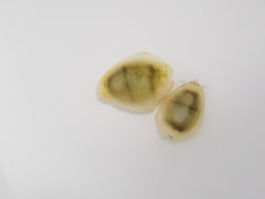 Monetaria moneta