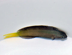 Meiacanthus mossambicus