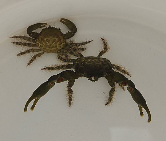 Mithraculus sculptus