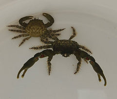 Mithraculus sculptus