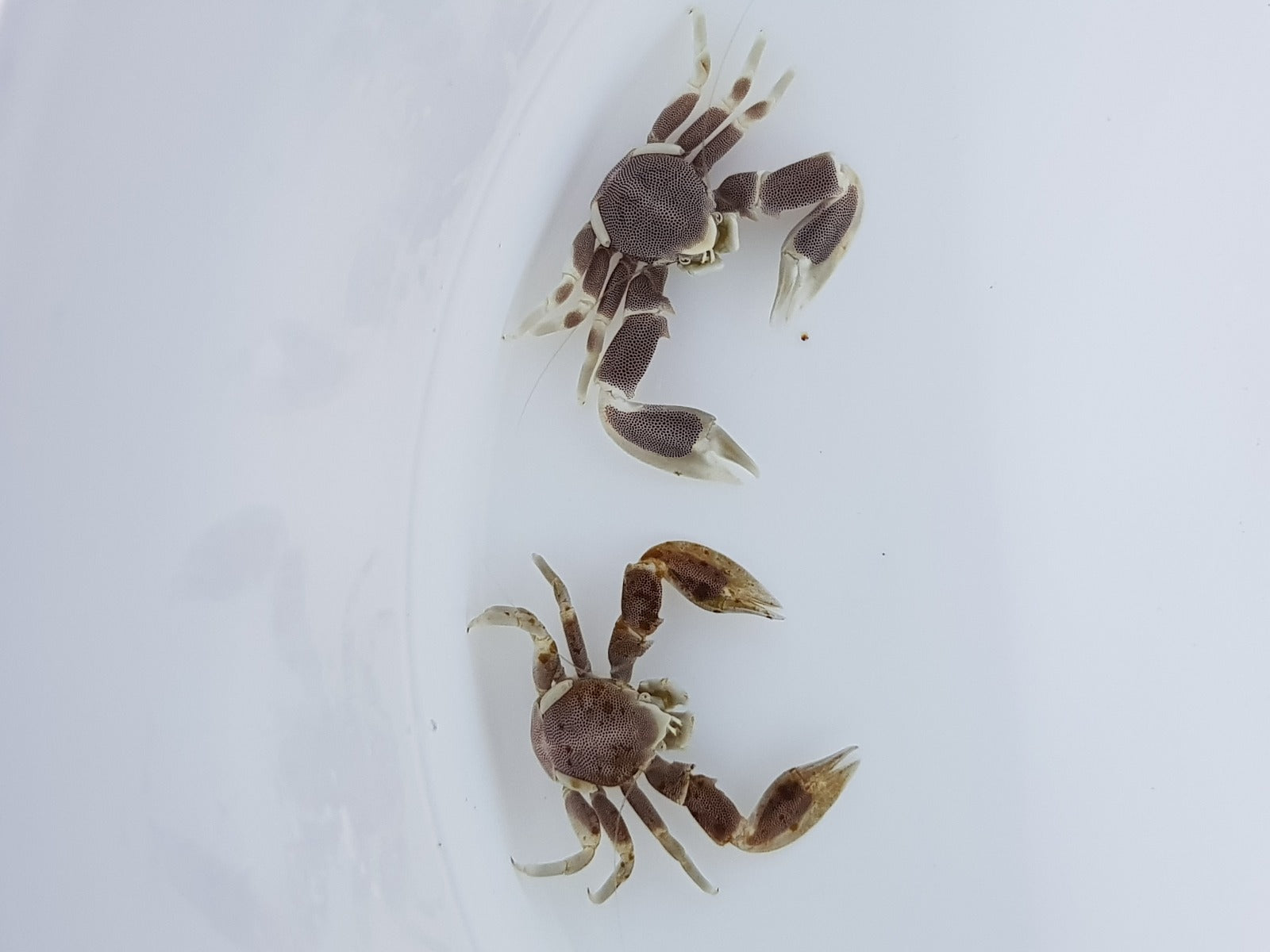 Neopetrolisthes maculatus (Pair)