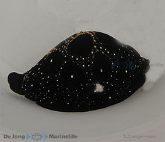 Ovula ovum