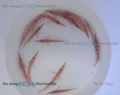 Oxycirrhites typus
