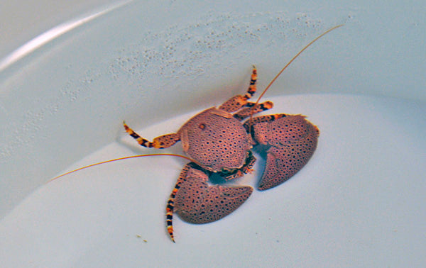 Petrolisthes monodi