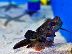 Pterosynchiropus splendidus (red) (pair)