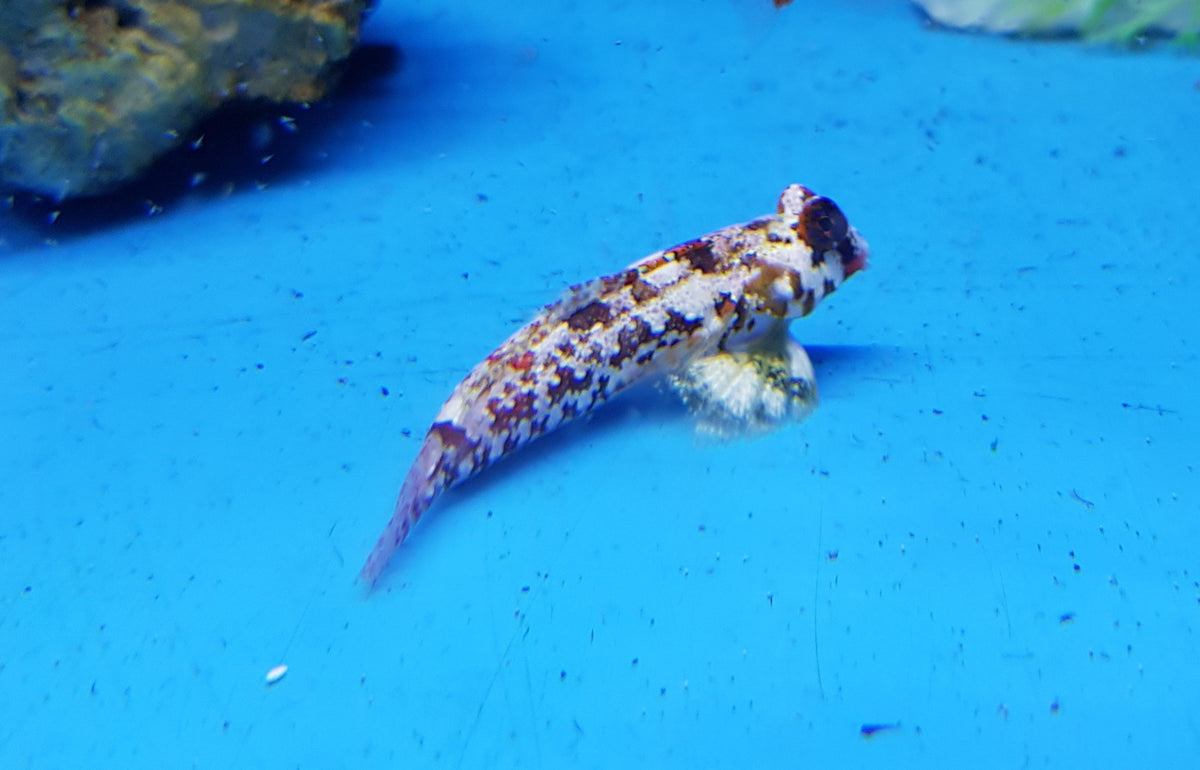 Synchiropus bartelsi