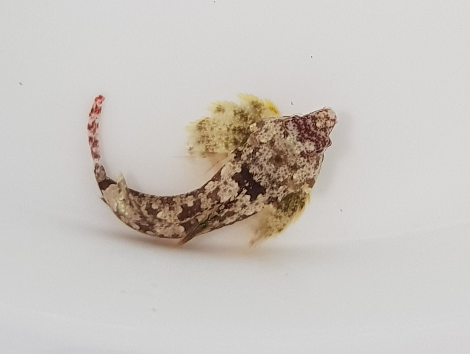 Synchiropus bartelsi