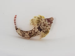 Synchiropus bartelsi