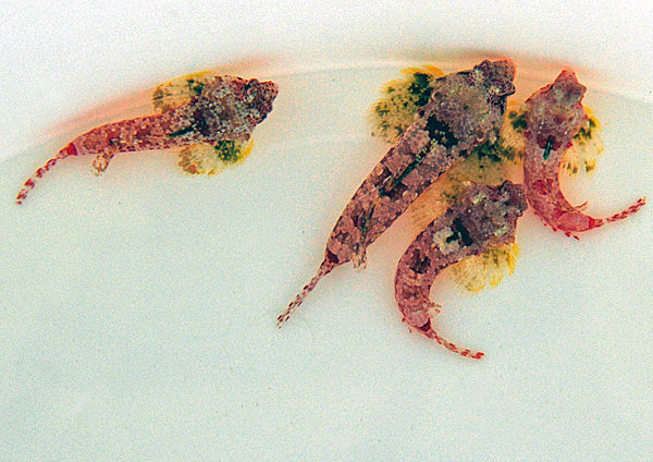 Synchiropus morrisoni