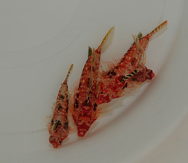 Synchiropus moyeri