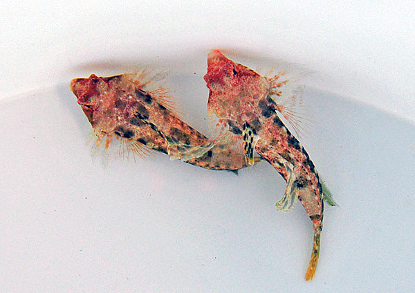 Synchiropus moyeri