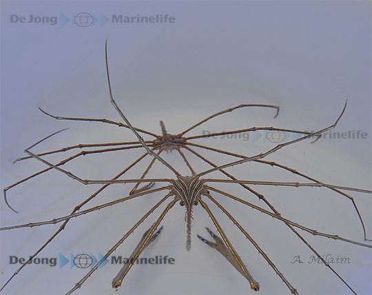 Stenorynchus seticornis
