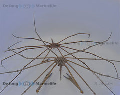 Stenorynchus seticornis