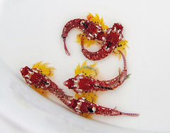 Synchiropus sycorax (male)