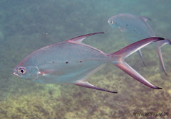 Trachinotus baillonii