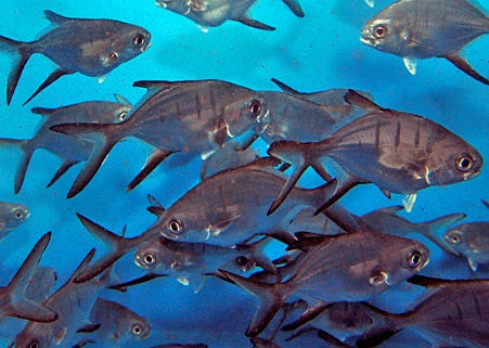 Trachinotus goodei