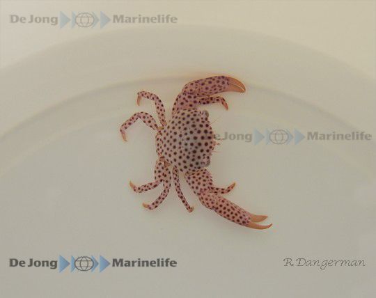 Trapezia rufopunctata