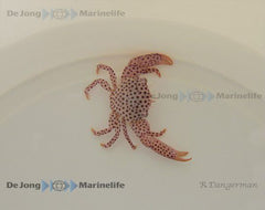 Trapezia rufopunctata