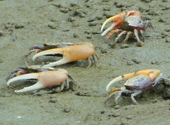 Uca rapax