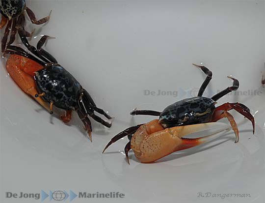 Uca tetragonon