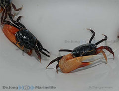 Uca tetragonon