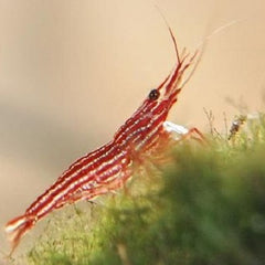 Caridina striata   Red line shrimp