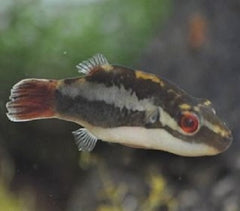 Carrinotetraodon irrubesco SM